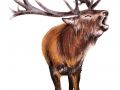 1000 Cerf