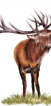 1000 Cerf