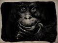 1000 Chimpanze  