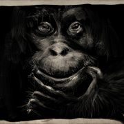 1000 Chimpanze  