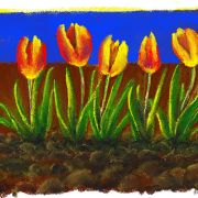 1000 Tulipes