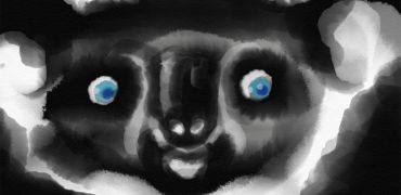 1000 Koala   Esquisse 1