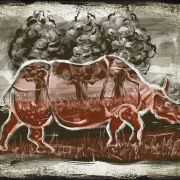1000 rhino rouge 2