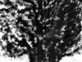 1000 Arbre