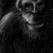 1000 Chimpanze  