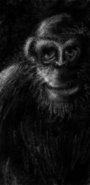 1000 Chimpanze  